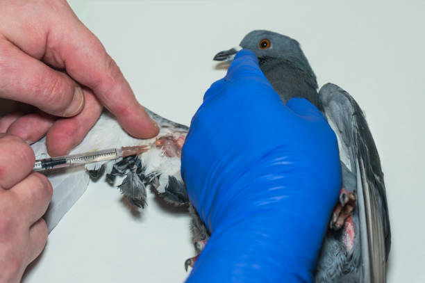 Test de sang sur un oiseau